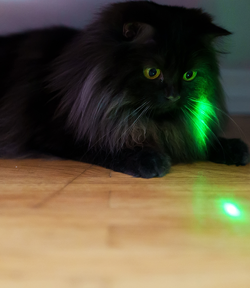 ¿Es malo jugar con láser y gatos?